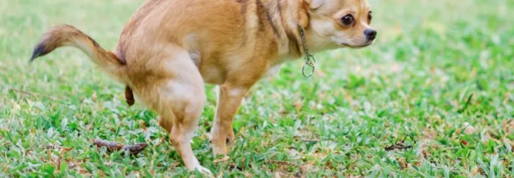 Dog off-leash running in park