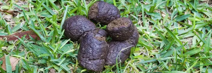 Dog poop on the grass