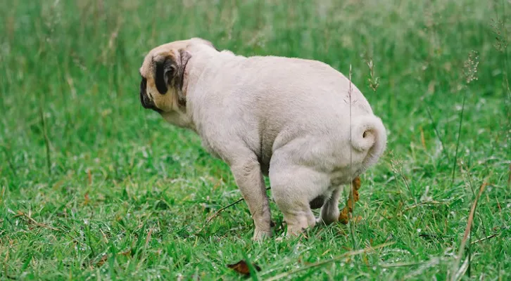 Dog and owner running on grass