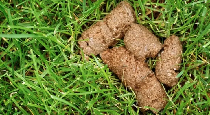 Dog poo in the park